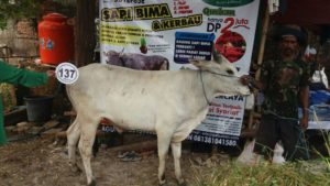 Sapi Bima Qurban 2017 Kode : 137 Di Jakarta