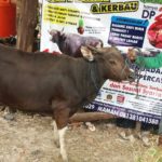 Sapi Bima Qurban 2017 Kode : 138 Di Jakarta