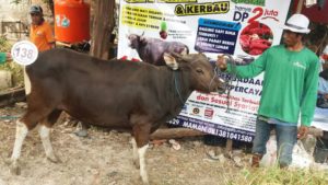 Sapi Bima Qurban 2017 Kode : 138 Di Jakarta