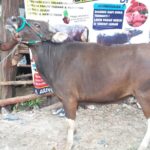 Sapi Bima Qurban 2017 Kode : 139 Di Jakarta