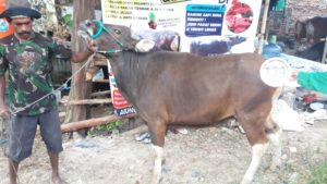 Sapi Bima Qurban 2017 Kode : 139 Di Jakarta