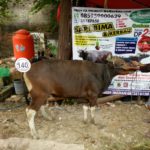 Sapi Bima Qurban 2017 Kode : 140 Di Jakarta