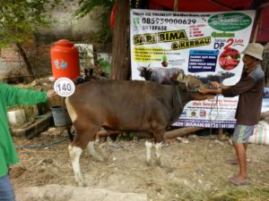 Sapi Bima Qurban 2017 Kode : 140 Di Jakarta