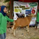 Sapi Bima Qurban 2017 Kode : 141 Di Jakarta