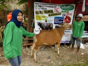 Sapi Bima Qurban 2017 Kode : 141 Di Jakarta