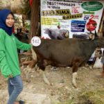 Sapi Bima Qurban 2017 Kode : 142 Di Jakarta