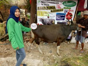 Sapi Bima Qurban 2017 Kode : 142 Di Jakarta