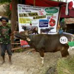 Sapi Bima Qurban 2017 Kode : 143 Di Jakarta