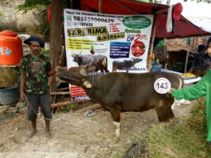 Sapi Bima Qurban 2017 Kode : 143 Di Jakarta