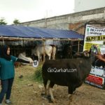 Sapi Bima Qurban 2017 Kode : 18 Di Jakarta