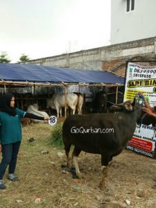 Sapi Bima Qurban 2017 Kode : 18 Di Jakarta