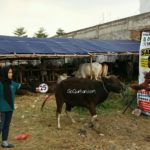 Sapi Bima Qurban 2017 Kode : 25 Di Jakarta