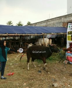 Sapi Bima Qurban 2017 Kode : 25 Di Jakarta