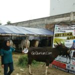 Sapi Bima Qurban 2017 Kode : 27 Di Jakarta