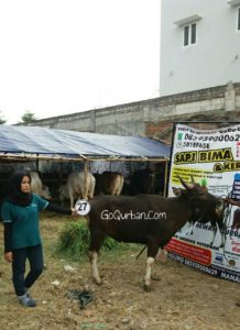 Sapi Bima Qurban 2017 Kode : 27 Di Jakarta