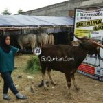 Sapi Bima Qurban 2017 Kode : 28 Di Jakarta