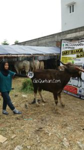 Sapi Bima Qurban 2017 Kode : 28 Di Jakarta