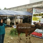 Sapi Bima Qurban 2017 Kode : 29 Di Jakarta