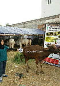 Sapi Bima Qurban 2017 Kode : 29 Di Jakarta