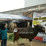 Sapi Bima Qurban 2017 Kode : 30 Di Jakarta