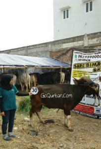 Sapi Bima Qurban 2017 Kode : 30 Di Jakarta