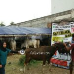 Sapi Bima Qurban 2017 Kode : 32 Di Jakarta