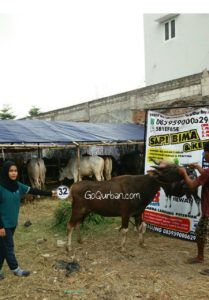 Sapi Bima Qurban 2017 Kode : 32 Di Jakarta