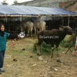 Sapi Bima Qurban 2017 Kode : 34 Di Jakarta