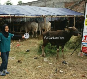 Sapi Bima Qurban 2017 Kode : 34 Di Jakarta