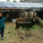 Sapi Bima Qurban 2017 Kode : 35 Di Jakarta