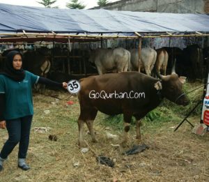 Sapi Bima Qurban 2017 Kode : 35 Di Jakarta