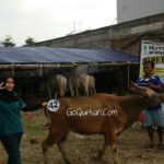 Sapi Bima Qurban 2017 Kode : 42 Di Jakarta