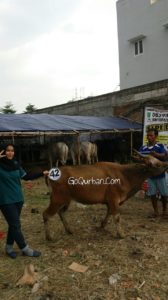 Sapi Bima Qurban 2017 Kode : 42 Di Jakarta