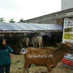 Sapi Bima Qurban 2017 Kode : 43 Di Jakarta