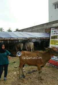 Sapi Bima Qurban 2017 Kode : 43 Di Jakarta