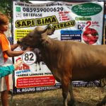 Sapi Bima Qurban 2017 Kode : 82 Di Jakarta