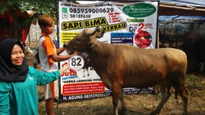 Sapi Bima Qurban 2017 Kode : 82 Di Jakarta