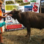 Sapi Bima Qurban 2017 Kode : 83 Di Depok