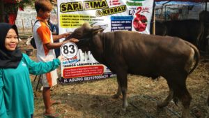 Sapi Bima Qurban 2017 Kode : 83 Di Depok