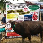 Sapi Bima Qurban 2017 Kode : 85 Di Jakarta Utara