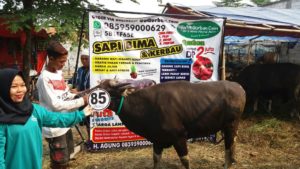 Sapi Bima Qurban 2017 Kode : 85 Di Jakarta Utara