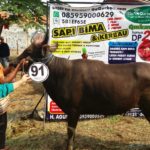 Sapi Bima Qurban 2017 Kode : 91 Di Jakarta