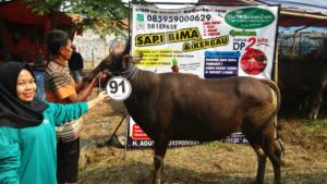 Sapi Bima Qurban 2017 Kode : 91 Di Jakarta