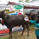 Sapi Bima Qurban 2017 Kode : 94 Di Jakarta