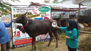 Sapi Bima Qurban 2017 Kode : 94 Di Jakarta