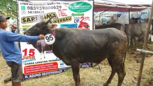 Sapi Bima Qurban 2017 Kode : 95 Di Jakarta