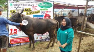 Sapi Bima Qurban 2017 Kode: 96 Di Jakarta