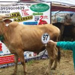 Sapi Bima Qurban 2017 Kode : 97 Di Jakarta