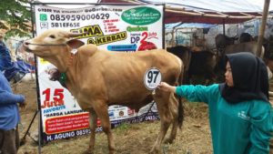 Sapi Bima Qurban 2017 Kode : 97 Di Jakarta