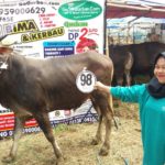 Sapi Bima Qurban 2017 Kode : 98 Di Jakarta